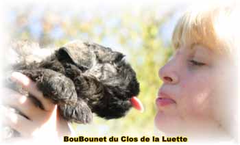 IMAGE chiot SITE WEB ELEVAGE DU CLOS DE LA LUETTE SPECIALISE POUR LE BOUVIER DES FLANDRES ©